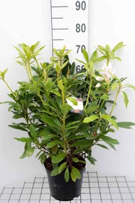 Rhododendron 'Madame Masson' - pot - 40-50 cm