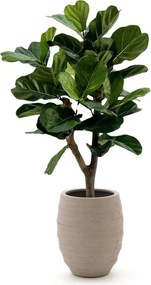 Kunstboom Designplants Luca Lifestyle | Groen Kunststof | Inclusief bloempot | Geschikt voor buiten en binnen | Kees Smit Tuinmeubelen