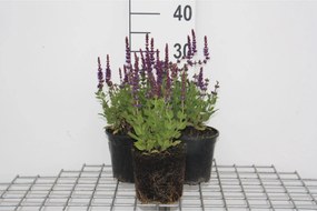 Salvia nemorosa 'Ostfriesland' - pot 2L -