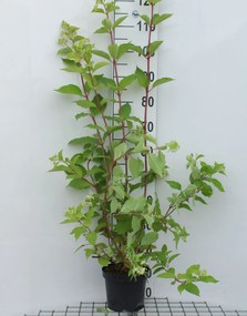 Hydrangea paniculata 'Phantom' - pot - 40-50 cm
