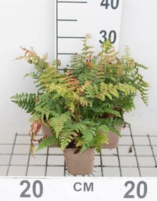 Polystichum braunii - pot 9x9 cm -