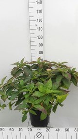 Hydrangea serrata 'Bluebird' - pot 10L - 40-60 cm -