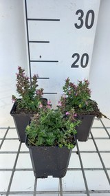 Teucrium chamaedrys 'Nanum' - pot 9x9 cm -