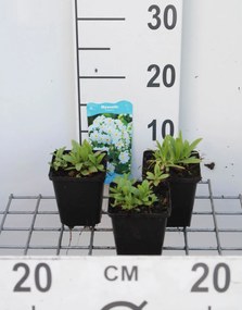 Myosotis palustris - pot 9x9 cm -