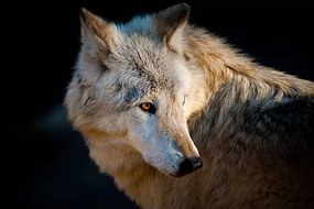 Foto Arctic wolf. Canis lupus arctos, Daniel Hernanz Ramos, (40 x 26.7 cm)