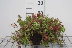 Sedum spurium 'Schorbuser Blut' - pot 9x9 cm -