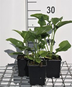 Echinacea purpurea 'Alba' - pot 9x9 cm -