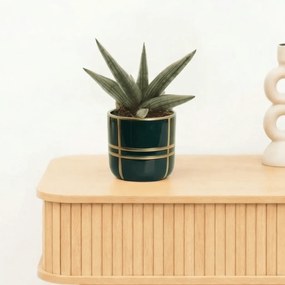 Bambino Sansevieria'Helios Dwarf'- 20cm