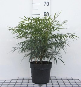 Mahonia eurybracteata 'Soft Caress' - pot 3L - 25-30 cm