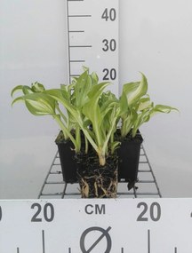 Hosta 'Undulata Mediovariegata' - pot 9x9 cm