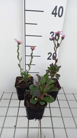 Aster amellus 'Rosa Erfüllung' - pot 9x9 cm