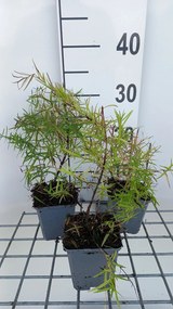 Pycnanthemum flexuosum - pot 9x9 cm