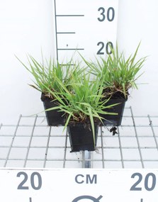 Eragrostis spectabilis - pot 9x9 cm -