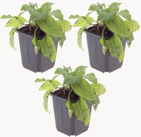 Planten Comfrey Symphytum Grandiflorum, 3-delig