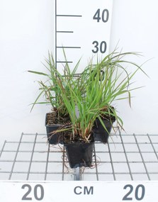 Pennisetum alopecuroides f. viridescens - pot 9x9 cm -
