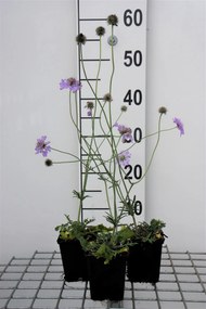 Scabiosa columbaria 'Butterfly Blue' - pot 9x9 cm -