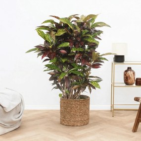 Codiaeum Freckles - 120 cm