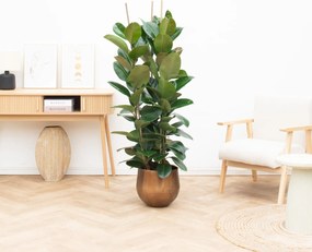 Ficus Robusta struik - 120cm