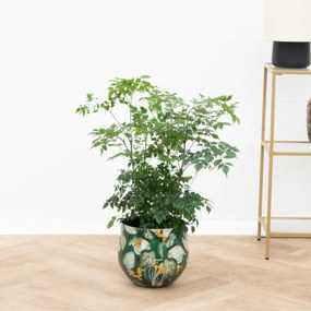 Radermachera Hainanensis - 70cm