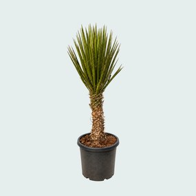Yucca Filifera Australis - 170 cm