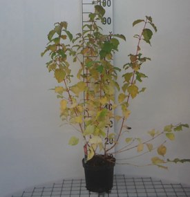 Cornus sanguinea 'Midwinter Fire' - pot - 40-50 cm