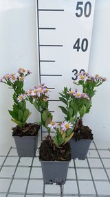 Aster ageratoides 'Stardust' - pot 9x9 cm -