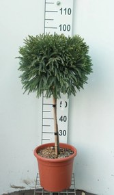 Cryptomeria japonica'Globosa Nana'- pot 9L - geënt op stam