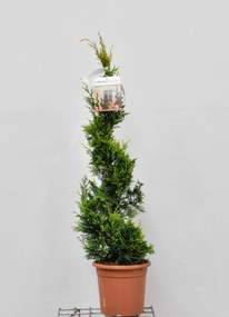 x Cupressocyparis leylandii 'Gold Rider' - pot 9L - spiraalvorm