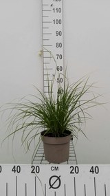 Luzula nivea - pot 3L