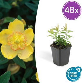 Hypericum Calycinum - 20cm