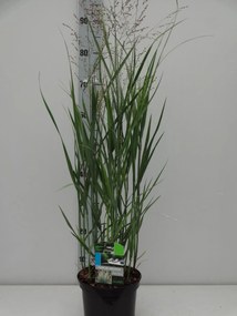 Panicum virgatum 'Heavy Metal' - pot 3L -