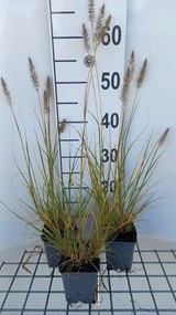 Pennisetum alopecuroides 'Goldstrich' - pot 9x9 cm