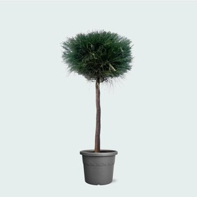 Pinus Caserarina - 180 cm