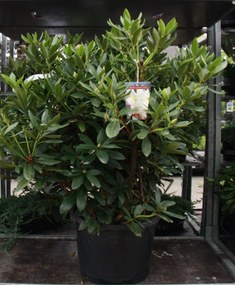 Rhododendron 'Cunningham's White' - pot 30L - 80-100 cm -