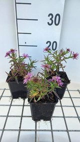 Aster 'Alice Haslam' - pot 9x9 cm