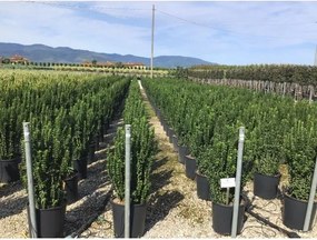 Euonymus japonicus 'Green Spire' - pot 18L - 80-100 cm