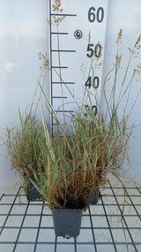 Holcus mollis 'Albovariegatus' - pot 9x9 cm