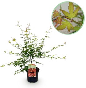 Japanse Esdoorn - Pink Dwarf - 70cm