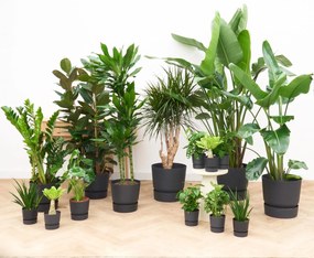 Kantoorpakket: Jungle XL