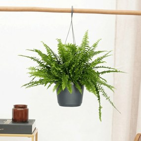Nephrolepis Exaltata hangplant - 40cm