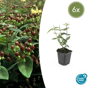Hypericum Inodorum - 20cm