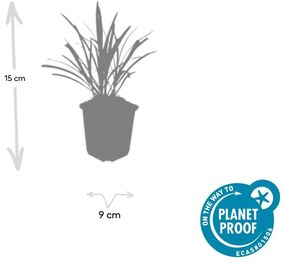 48x Liriope muscari 'Ingwersen' - ↕10-25cm - Ø9cm