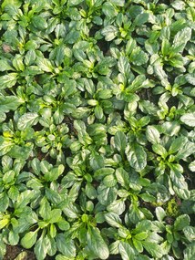 Ajuga reptans 'Sanne' - pot 9x9 cm