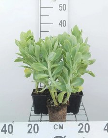 Sedum spectabile 'Stardust' - pot 9x9 cm -