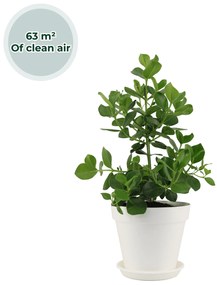 Ogreen XL Major