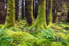Foto Moss and ferns at old forest, Santiago Urquijo