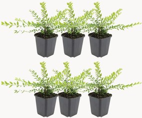 Planten Kamperfoelie Lonicera nitida Maigrün, 6-delig