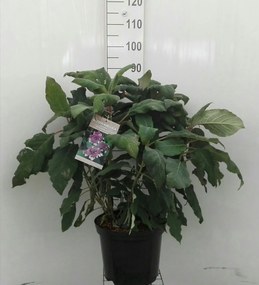 Hydrangea aspera'Macrophylla'- pot 12L - 60-80 cm