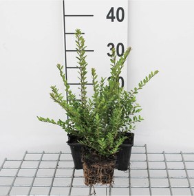 Lonicera nitida 'Elegant' - Chinese Kamperfoelie - pot 9x9 cm - 15-20 cm -