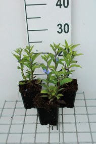Scutellaria incana - pot 9x9 cm